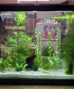 Seachem Flourish Excel 500 ml 40 81lAhDtdUXL