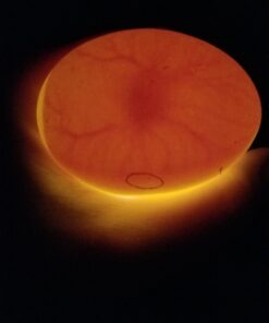 HBlife Digital Egg Incubator for Hatching 9-12 Chicken, Quail and Duck Eggs, with Fully Automatic Egg Turning and Temperature Display, Hatcher for Turkeys, Birds, Parrots and Poultry 53 81lEn2Y5RL