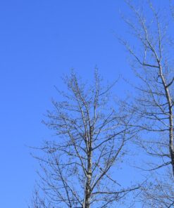 Opteka 500mm/1000mm f/8 Manual Telephoto Lens for Nikon F-Mount D6, D5, D4, DF, D850, D810, D780, D750, D700, D610, D500, D7500, D7200, D7100, D5600, D5500, D5300, D5200, D3500, D3400, D3300, D3200 49 81lFFus7 wL