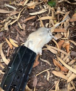 Kat Sense Rat Traps That Work Indoor & Outdoor for Instant Kill Results, Set of 8 Large Reusable Snap Traps for Mice Chipmunks 'N Squirrels 8 Piece 30 81lFPCnCuSL