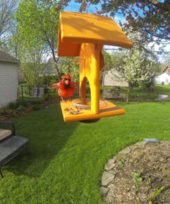 Songbird Essentials SERUBFJF Fruit and Jelly Oriole Feeder (Set of 1) 50 81lFnrxr9wL