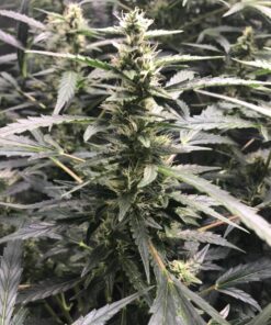 General Hydroponics CALiMAGic 1-0-0, Concentrated Blend of Calcium & Magnesium, Secondary Nutrient Deficiencies Helps Prevent Blossom End Rot & Tip Burn, Clean, Soluble, 1-Quart 32 Fl Oz (Pack of 1) 46 81lI TmNGrL