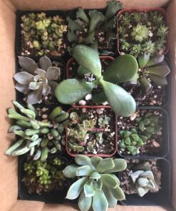 Shop Succulents | Unique Collection of Live Succulent Plants, Hand Selected Variety Pack of Mini Succulents | Collection of 12 6-Pack 58 81lJANB TjL