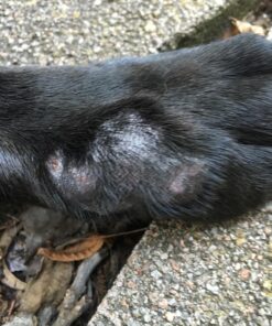 Grannick's Bitter Apple for Dogs Spray Bottle, 16 Ounces, Golds & Yellows (1116AT) 16 Ounces (Pack of 1) 36 81lLHQiyZTL