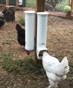 Royal Rooster 1 Gallon Automatic Twin Chicken Waterer with 2 Gravity-Feed Valve-Operated Drinking Cups - Indoor and Outdoor Coop Hanging Chicken, Duck and Poultry Water Dispensing System 22 81lMQQW0 YL