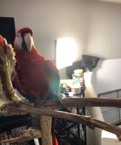 Carex Day-Light Classic Plus Bright Light Therapy Lamp - 10,000 LUX Light Therapy Lamp At 12 Inches, Sunlight Lamp, Daylight Lamp, Therapy Light For Low Energy Levels 40 81lRwf9H05L