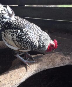 Caution Attack Rooster 5 81lVauuLJFL