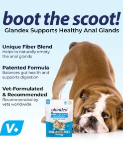 Glandex Anal Gland Soft Chew Treats with Pumpkin for Dogs Digestive Enzymes, Probiotics Fiber Supplement for Dogs Boot The Scoot (Peanut Butter Chews, 30ct) Peanut Butter Chews 22 81lkqpJPOfL