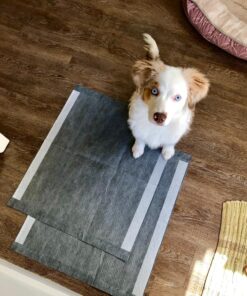 Alpha Paw - Odor Eliminating Pee Pads for Dogs, Extra Thick Disposable Leak-Proof Dog Pads, Quick-Dry, Non-Slip Backing, With Pheromones To Attract Your Dog Standard (22"x 23") 27 81llbgw2sbL