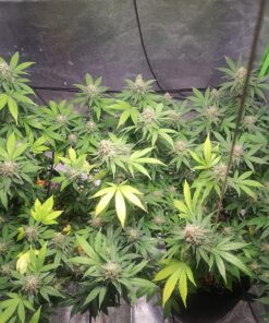 General Hydroponics Flora Series Performance Pack 5 81lnV8k96sL