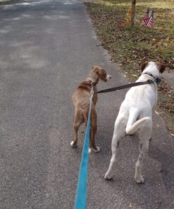 Mighty Paw Dual Dog Leash - Suitable for Two Dogs - Leash for 2 Dogs No Tangle - Leash Splitter - Large and Small Dog Compatible - Dual Leash Attachment - Double Clip Dog Leash Coupler - Dog Splitter Double Leash Standard | Dogs 30+ lbs 33 81lpA0e6olL