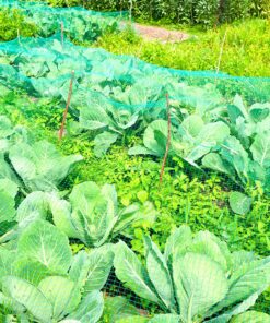 CandyHome 13Ft x 33Ft Anti Bird Protection Mesh Garden Netting Seedlings Plants Flowers Fruit Trees Vegetables from Rodents Deer Reusable Fencing, 13Ft x 33Ft, Green 20 81lq7 yVPML