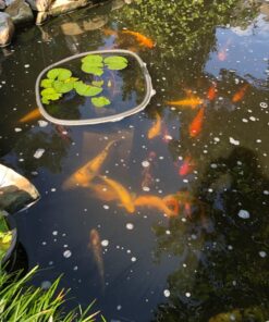 MICROBE-LIFT MLXSAG6 Sludge-Away Pond and Outdoor Water Garden Sludge and Muck Remover, Safe for Live Koi Fish, Plant Life, and Decor, 1 Gallon 23 81lttLVtKML