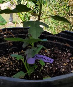 Xtreme Gardening HGC721205 Mykos Pure Mycorrhizal Inoculant Organic Root Enhancer, 2.2 lbs, Black 2.2 lbs. 29 81luLAaUr8L