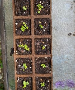 Brussel Sprouts Seed, Churchill, Heirloom, Non GMO, 25+ Seeds, Early Sprouting, COUNTRY CREEK ACRES 11 81lvZmsYhjL