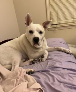 Zodiac Flea & Tick Powder for Dogs, Puppies, Cats & Kittens beige Small 14 81lvr3CTuJL