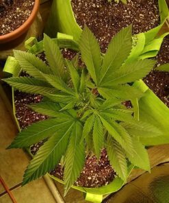 Roleadro LED Grow Light, 1200W 2nd Generation Plant Light Full Spectrum for Indoor Greenhouse Hydroponic Plants Veg and Flower 21 81lx7 ZlotL