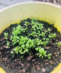 Seeds of Change 1728 Cilantro, Green 36 81lztEZ40DL