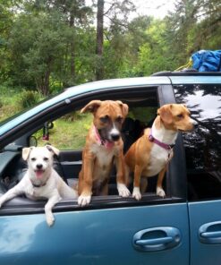 K9 Advantix II XL Dog Vet-Recommended Flea, Tick & Mosquito Treatment & Prevention | Dogs Over 55 lbs. | 4-Mo Supply 4 Pack XL Dog only 34 81m zkrnlrL