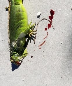 Crosman CLGY1000KT Legacy Variable Pump .177-Caliber Pellet/BB Air Rifle With Scope 19 81m6xmud72L