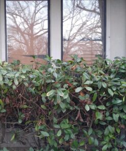 Black & Decker TR116 3-Amp Hedge Trimmer, 16-Inch 11 81m9jYFlm7L