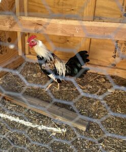 Interfarma - Veterinary Supertron B-12 Extra Strength for Roosters 7 81m9mr1CkiL