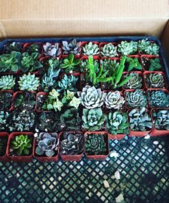 Succulent Assorted Pack- Perfect for Weddings, Party Favors, Home Gardens, and Social Events by Jiimz (15 Pack) 80 81mBeYnr2mL