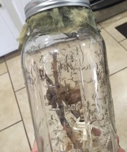 Praying Mantis adults Case with Hatching Habitat Bag - 2 Praying Mantids Egg Cases 2 Pod Habitat Bag 29 81mCRI7e37L