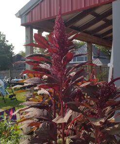 25,000+ Microgreens Seeds- Red Amaranth 25 81mCcsu5ufL