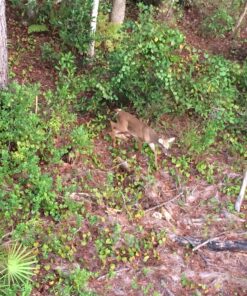 Conquest Scents EverCalm Deer Herd Scent Stick Basic pack 17 81mE6jgt qL