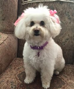 K9 Advantix II Medium Dog Vet-Recommended Flea, Tick & Mosquito Treatment & Prevention | Dogs 11-20 lbs. | 6-Mo Supply 6 Pack Medium Dog only 36 81mLhI5lZL