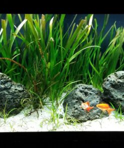 VIVOSUN T5 Grow Light Bulbs 54W 6500K HO Fluorescent Tubes Light Bulbs, Cool White T5 Bulb for 46 Inches T5 Light Fixtures, T5 Grow Lights for Indoor Plants, Pack of 5 54.0 Watts 35 81mNEVXSNWL