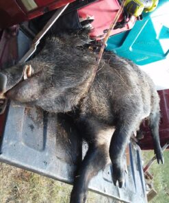 Moultrie Feeder Hog Light | 35 LEDs | 4-Way Switch | Attaches to Most MOU Feeders, Black, 1 pack 20 81mNe1dV1OL