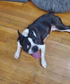 Outward Hound Tail Teaser Durable Dog Wand with Soft Plush Toys 35 81mO73mmFzL