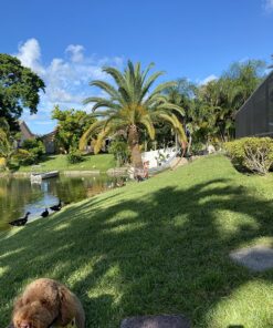 BLACK+DECKER 20V MAX Cordless Hedge Trimmer, 22-Inch, Tool Only (LHT2220B) 49 81mPh6GxDOL