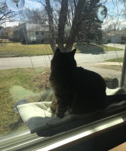 Oster Sunny Seat Window-Mounted Cat Bed, 50 Pounds 45 81mSlllxAAL