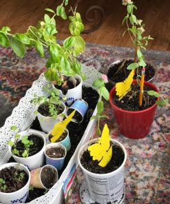 Trappify Sticky Gnat Traps for House Indoor - Yellow Fruit Fly Traps for Indoors/Outdoor Plant - Insect Catcher White Flies, Mosquitos, Fungus Gnat Trap, Flying Insects - Disposable Glue Trapper (12) 12 43 81mb1AaP2vL