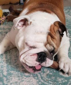 Purina Busy With Beggin' Made in USA Facilities Small/Medium Breed Dog Treats, Twist'd - 10 ct. Pouch Bacon 36 81mcuvcmKWL