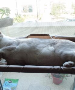 Oster Sunny Seat Window-Mounted Cat Bed, 50 Pounds 40 81mdxPsxjVL