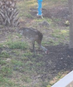 Perky-Pet 391 Metal Tube Wild Bird Feeder, Blue Sturdy 39 81mgGk6FHjL