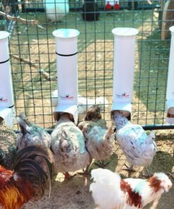 Royal Rooster Automatic Chicken Feeder with Gravity Feed Dispenser - 7lb Feeder for Chickens, Chicks & Mixed Poultry - Hanging Chicken Poultry Feeder - Auto PVC Chicken Poultry Feeder with Rain Cover 27 81mhPrAAn L