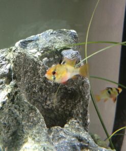 Penn-Plax Cascade All-in-One Aquarium Canister Filter – for Tanks Up to 100 Gallons (265 GPH) – Cascade 1000 Cascade-1000 72 81mhmbzncvL