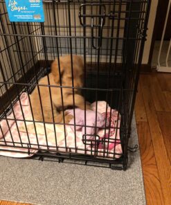 MidWest Homes for Pets Dog Crate Life Stages 36' Double Door Folding Metal Dog Crate | Divider Panel, Floor Protecting Feet, Leak-Proof Dog Pan | 35.63 in x 24.45 in x 21.93 in ,Intermediate Dog Breed 36.0"L x 23.0"W x 25.0"H Lifestages; Double Door 56 81mjTZsB3OL