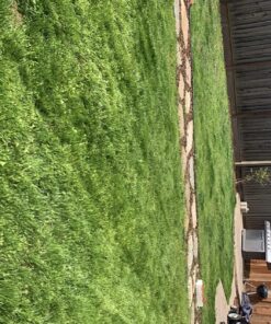 Scotts Turf Builder Weed & Feed3, Weed Killer Plus Lawn Fertilizer, Controls Dandelion and Clover, 5,000 sq. ft., 14.29 lbs. 5,000 sq. ft. Weed and Feed 57 81mkSF3slML