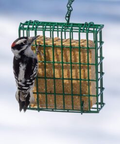 C&S Woodpecker Delight No-Melt Suet Dough 16 81mqP8bq rL