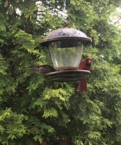 Perky-Pet 305 Holly Berry Gilded Chalet Wild Bird Feeder Gold 45 81mqmEt7NL