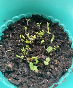 Wildflower Seeds Edible Flowers Mix - 1 Ounce Over 7,000 Open Pollinated Annual and Perennial Seeds 1 Ounce Packet 36 81mqnHAYkfL