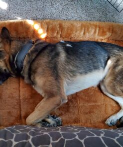 MidWest Homes for Pets Bolster Cinnamon Pet Bed for Dogs & Cats w/ Comfortable Bolster | Ideal for Extra Large Dog Breeds & Fits a 48-Inch Crate | Easy Maintenance Machine Wash & Dry | 48L-Inch 36 81msTorYZ3L