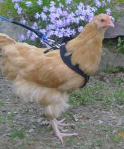 Hamilton Pet & Equine Hamilton Adjustable Hen Soft Mesh Chicken Harness, Black, 5/8" x 12"/18"/Small SMALL/HEN 7 81mspt9yK6L