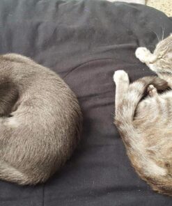 Comfort Zone Calming Diffuser Kit for Cat Calming Single Diffuser Kit Old Feliway Formula 41 81mwSPSlpgL